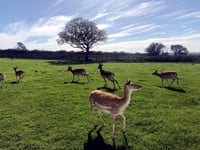 Pembrokeshire deer park listed for £4m after expansion
