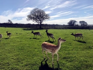 Pembrokeshire deer park listed for £4m after expansion