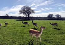 Pembrokeshire deer park near Tenby listed for £4m