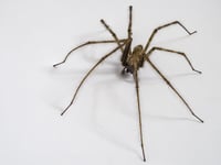 September spike in spiders!