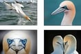 The Private Life of a Gannet - Wildlife Trust talk in Pembroke