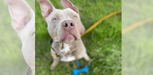 Welsh Minister welcomes plan to ban American Bully XL breed