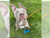 Welsh Minister welcomes plan to ban American Bully XL breed