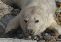 Blue Lagoon at Abereiddi closes early to protect breeding Grey seals