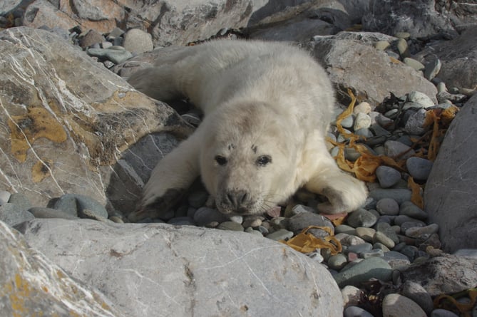 Grey seal pup on a pebble beach