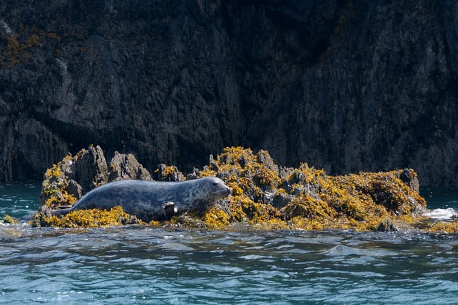 Grey seal (Halichoerus grypus) adult female resting on  a seaweed covered rock on the southeast shore of Lundy Island, Bristol Channel, Devon