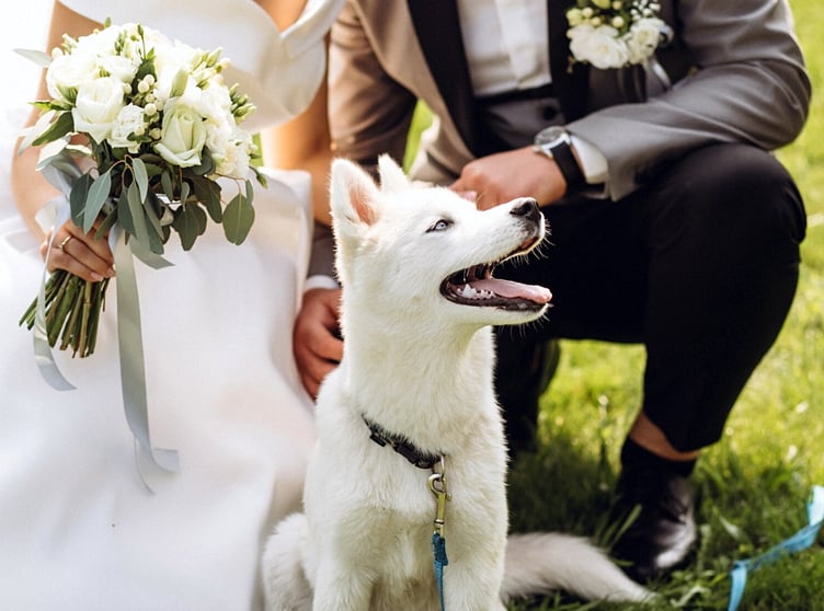 Dog at wedding