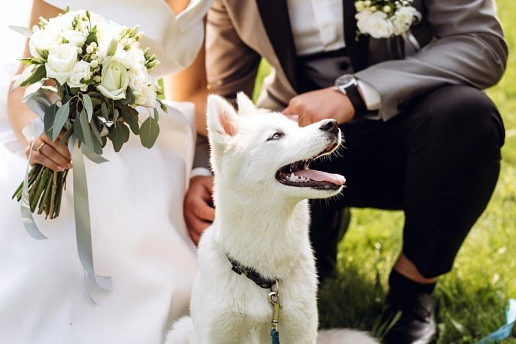 Dog at wedding