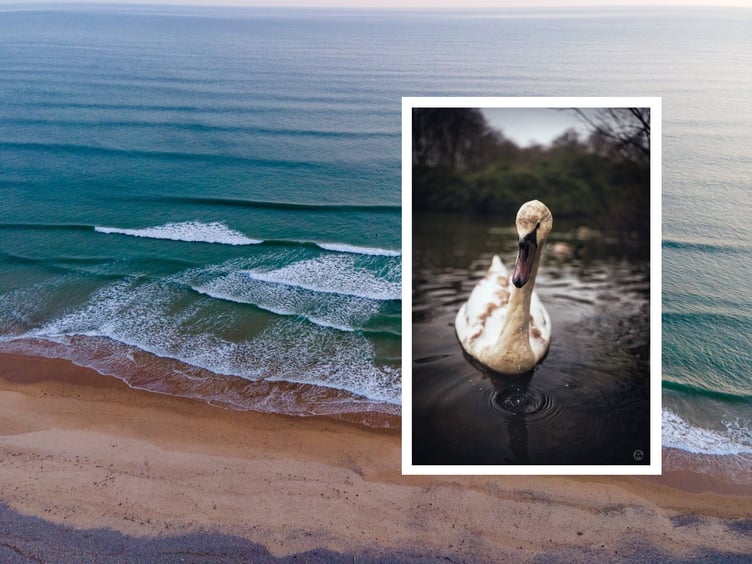 Examples from the Lloyd Grayshon Exhibition