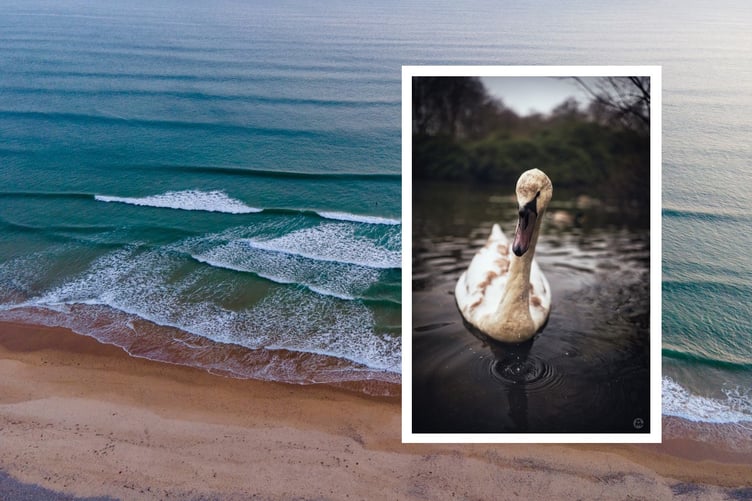 Examples from the Lloyd Grayshon Exhibition