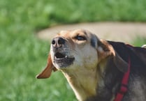 Amended plans for dog exercise field expected to be refused again