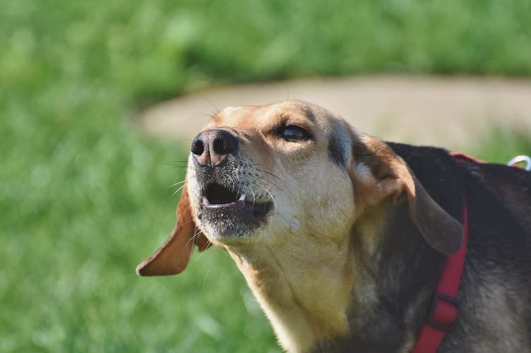 barking dog