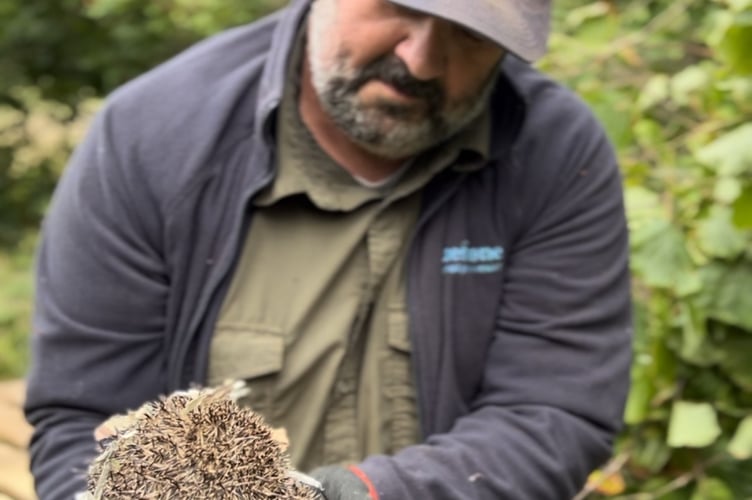 Hedgehog