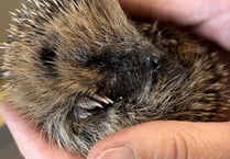 New home secured for spiky pair in Pembrokeshire countryside