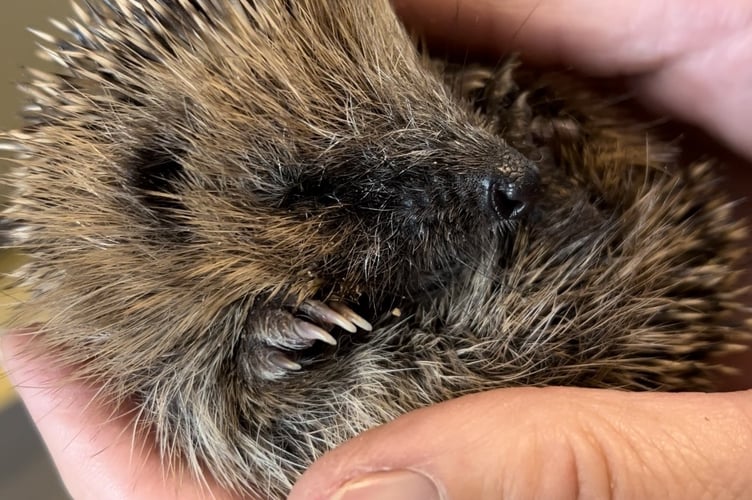 hedgehog
