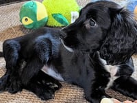 £30,000 awarded to Greenacres will aid abandoned six-legged pup Ariel