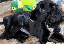 £30,000 awarded to Greenacres will aid abandoned six-legged pup Ariel