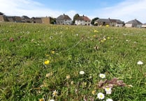 Areas of grassland managed by the council could become meadows