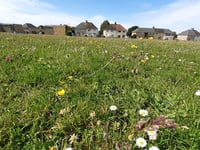 Areas of grassland managed by the council could become meadows