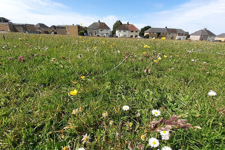 Wildflowers