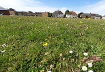 Areas of grassland managed by the council could become meadows