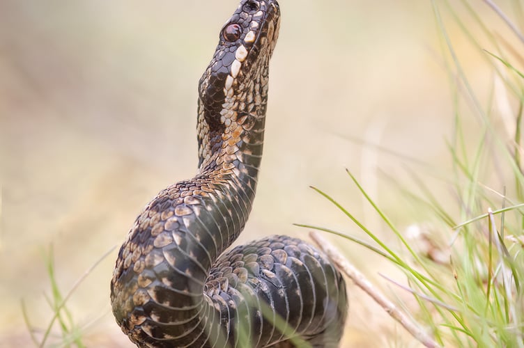 Wild Adder