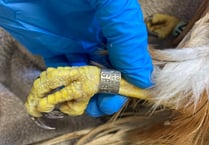 Ringed red kite found in Carmarthenshire recorded as 26 years old