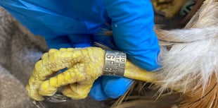 Ringed red kite found in Carmarthenshire recorded as 26 years old