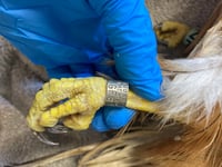 Ringed red kite found in Carmarthenshire recorded as 26 years old