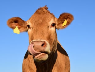 Chief Veterinary Officer to speak at NFU Pembrokeshire Conference