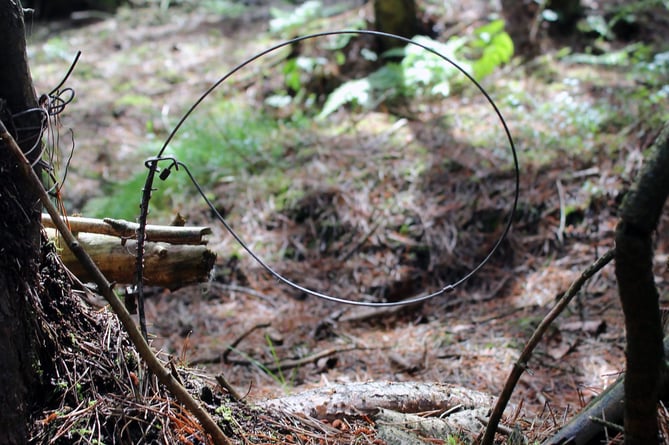 As of today, animal snares like this one are illegal in Wales.