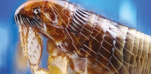 Be aware of uptick in insect activityu