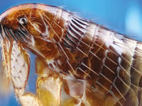 Be aware of uptick in insect activityu