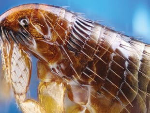 Be aware of uptick in insect activityu