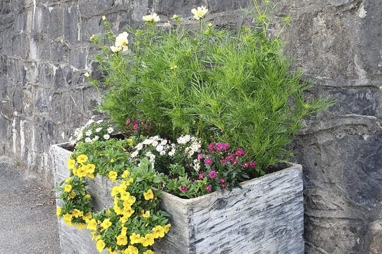Saundersfoot planter