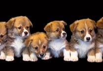 Illegal dog breeder from Carmarthenshire brought to justice
