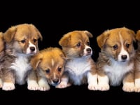 Illegal dog breeder from Carmarthenshire brought to justice