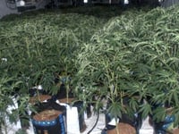 Drugs worth over £3.15m seized across Wales region