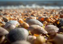 Cockle picking concerns at Saundersfoot beach resurface