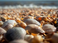Cockle picking concerns at Saundersfoot beach resurface