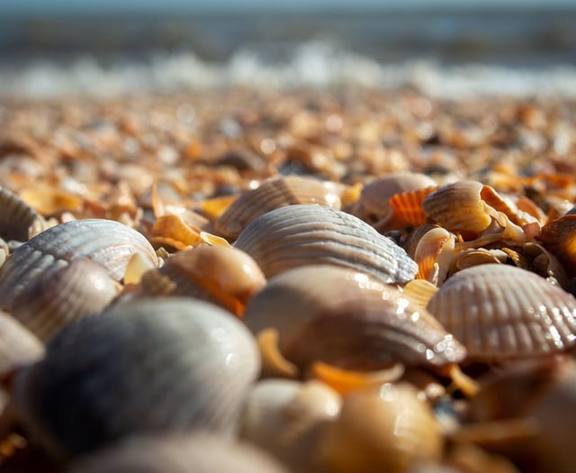 Cockle picking concerns at Saundersfoot beach resurface