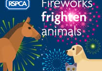 Local councils praised for backing RSPCA measures to help combat fireworks fear