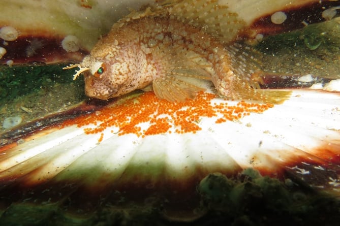 Butterfly blenny and eggs in old scallop shell