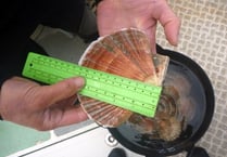Skomer King scallops thriving after ban on catching