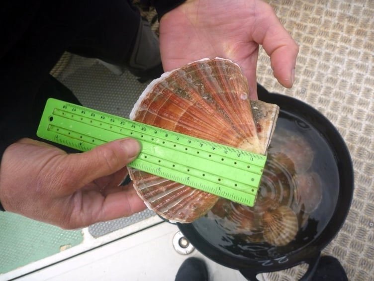 King Scallop shell