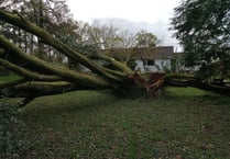 Close call for Pembrokeshire neighbours as giant tree misses houses