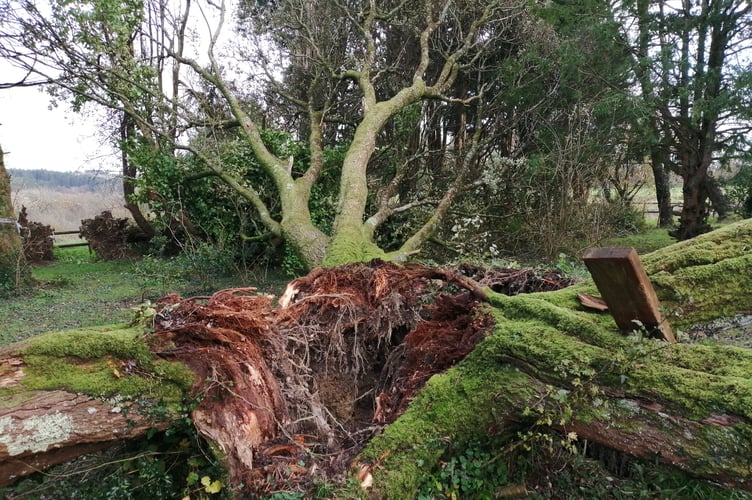 Tree Llanteg