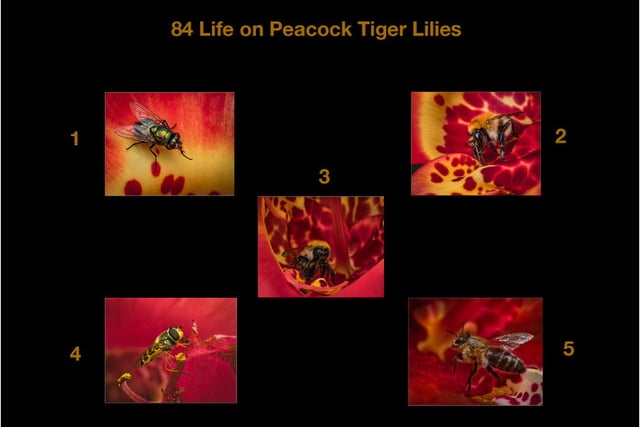 Life on Peacock Tiger Lilies