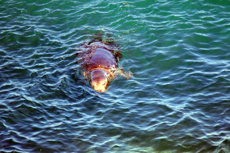 Seal with fishing gear around its neck