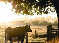 First Milk holds May milk price